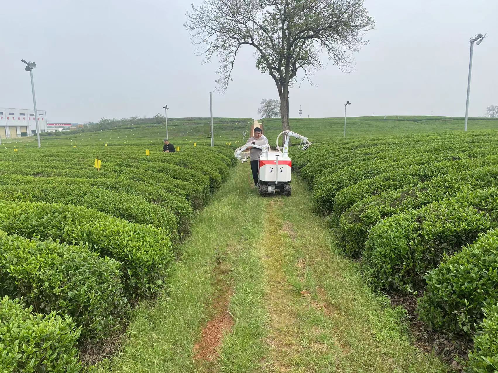 名优茶采摘机器人江西基地 (11)